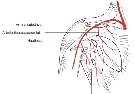 pectoralis major lappen|4.2.2 Musculus